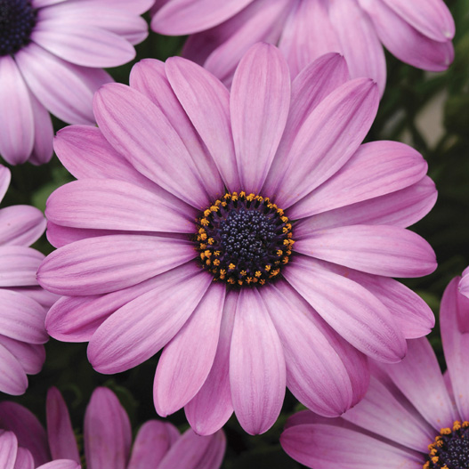 オステオスペルマム F1　アキラ シリーズ 