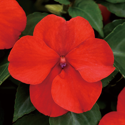 インパチェンス F1　ビーコン シリーズ 