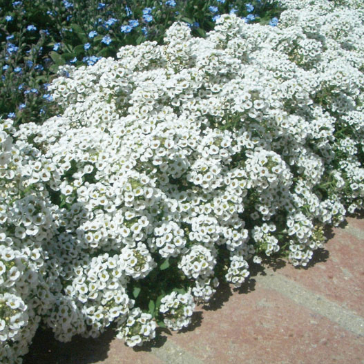 アリッサム　クリアクリスタル シリーズ 