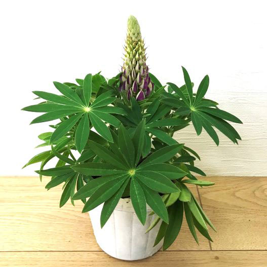 ルピナス　スプリングスマイル 