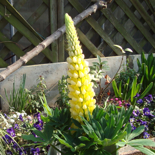 ルピナス　スプリングスマイル 