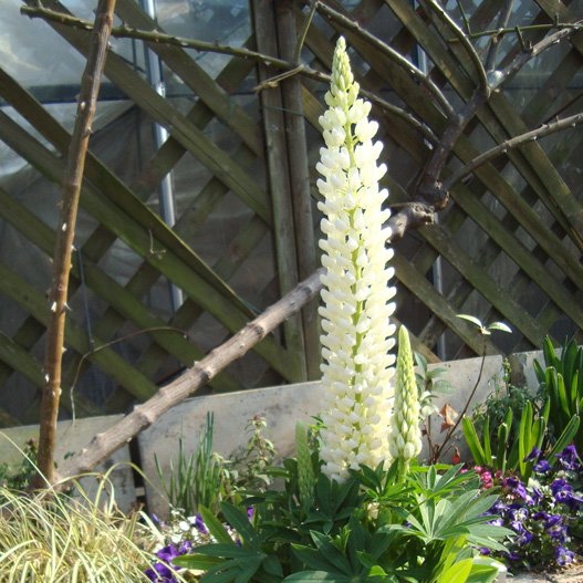 ルピナス　スプリングスマイル 