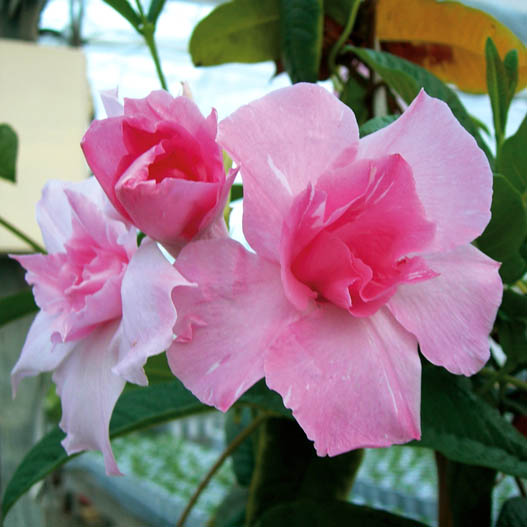 マンデビラ　パフェ シリーズ 