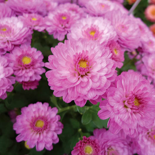 ガーデンマム　ジジ シリーズ 