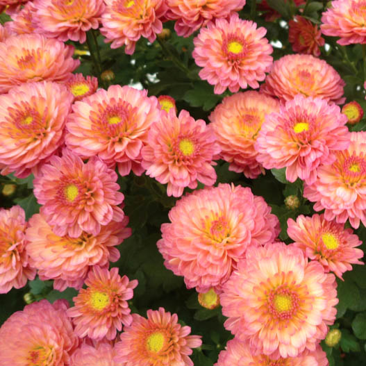 ガーデンマム　ジジ シリーズ 