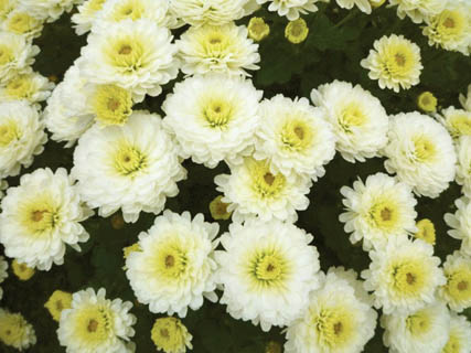 ガーデンマム　ジジ シリーズ 