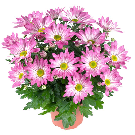 ポットマム　レインボー シリーズ 