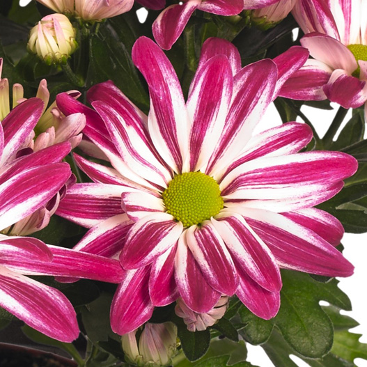 ポットマム　レインボー シリーズ 