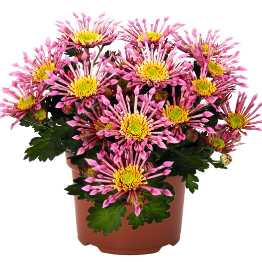 ポットマム　スプラッシュ シリーズ 