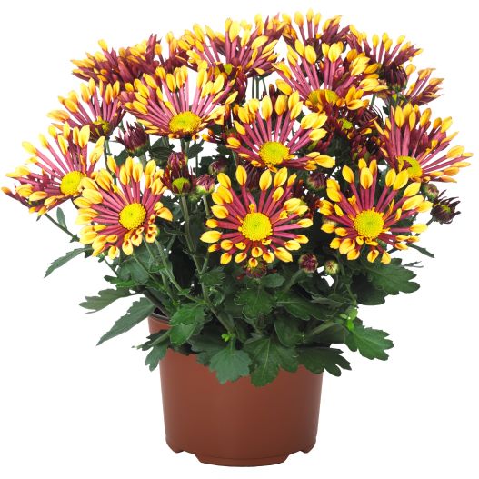 ポットマム　スプラッシュ シリーズ 