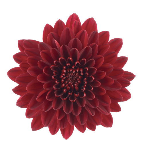 ポットマム　クリスタル シリーズ 