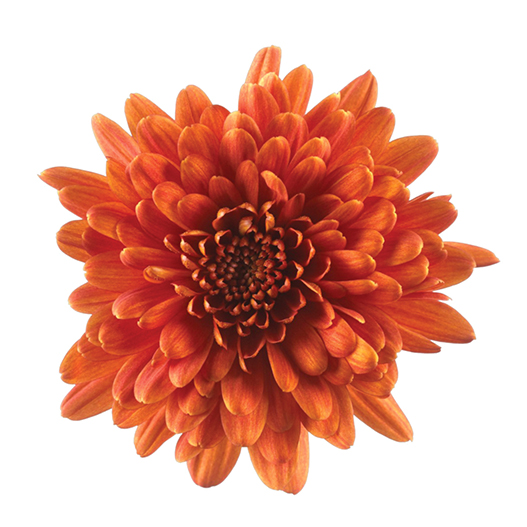 ポットマム クリスタル シリーズ｜WEBカタログ｜未来アグリス株式会社