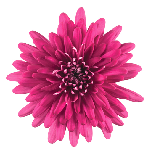 ポットマム　クリスタル シリーズ 