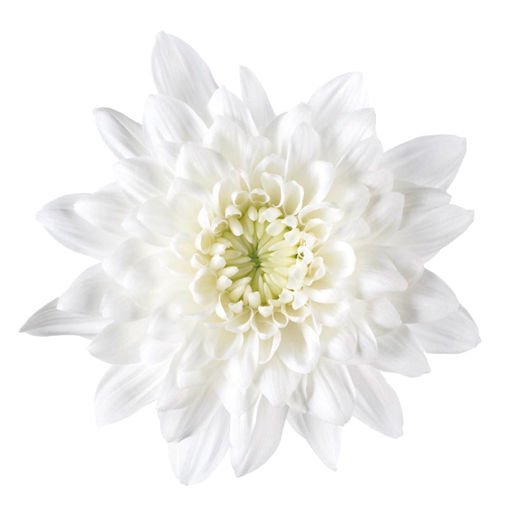 ポットマム　クリスタル シリーズ 