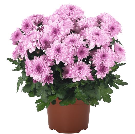 ポットマム　クリスタル シリーズ 