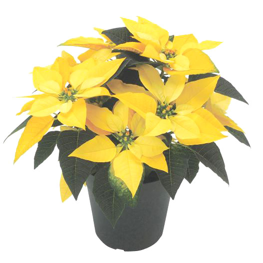 ポインセチア　イエロールクス 