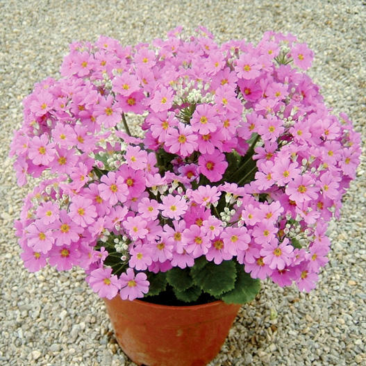 プリムラ マラコイデス　ビューティ シリーズ 