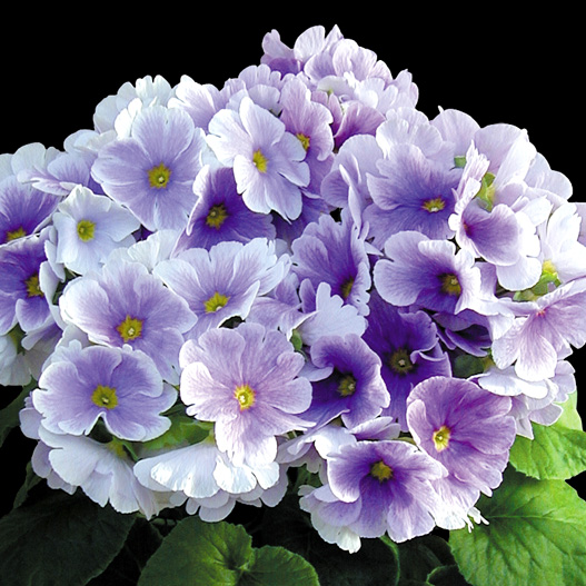 プリムラ オブコニカ F1　タッチミー シリーズ 