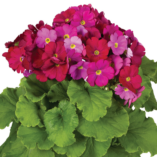 プリムラ オブコニカ F1　タッチミー シリーズ 