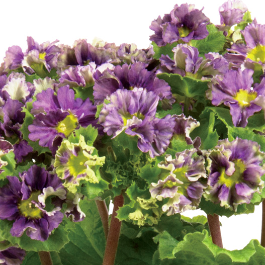 プリムラ オブコニカ　プリカント シリーズ 