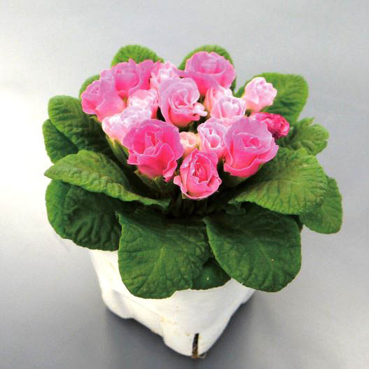 プリムラ ジュリアン　キャンディマジック シリーズ 