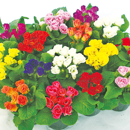 プリムラ ジュリアン キャンディINブライド シリーズ｜WEBカタログ