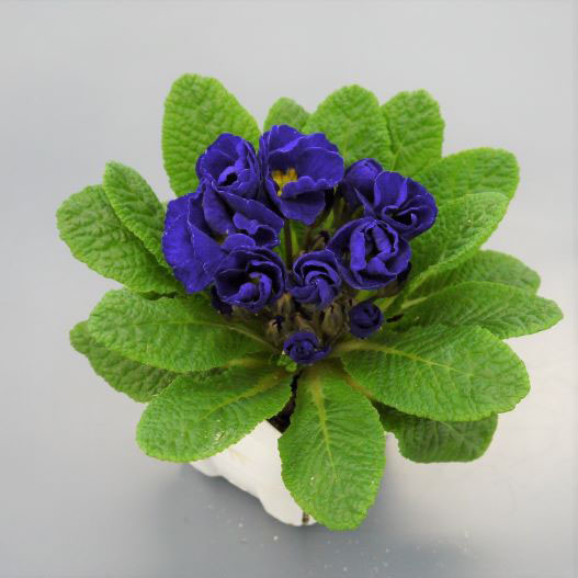 プリムラ ジュリアン　キャンディINブライド シリーズ 