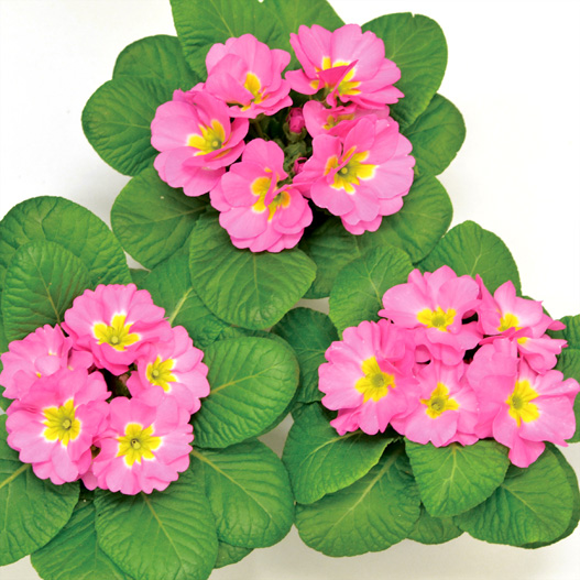 プリムラ ジュリアン　キャンディ シリーズ 