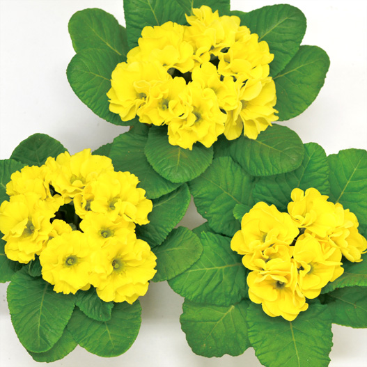 プリムラ ジュリアン　キャンディ シリーズ 