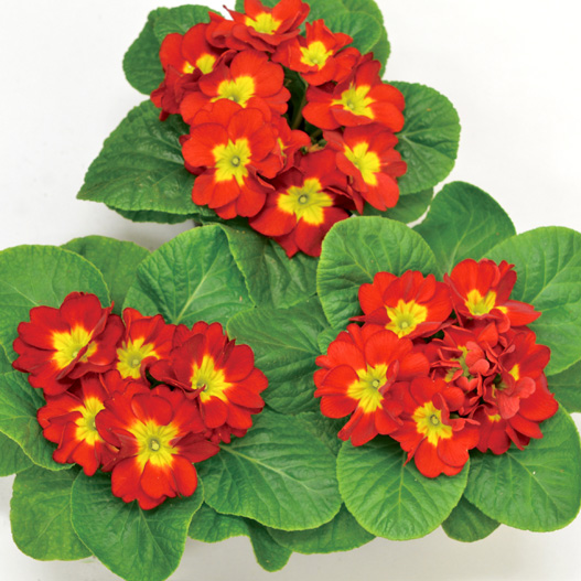 プリムラ ジュリアン　キャンディ シリーズ 