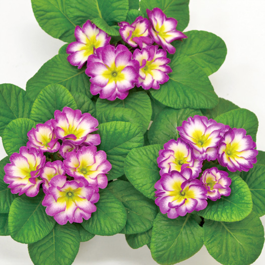 プリムラ ジュリアン　キャンディ シリーズ 