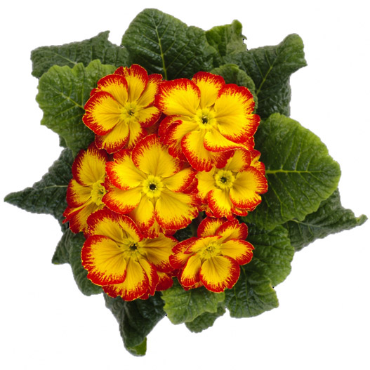 プリムラ アコーリス　ビッグドリーム シリーズ 