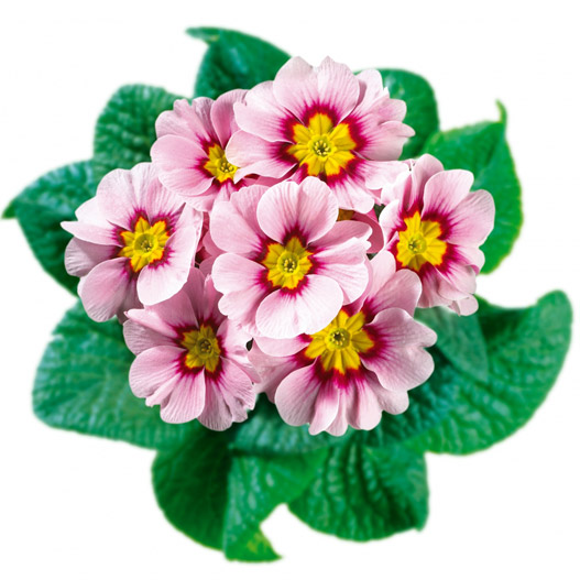 プリムラ アコーリス　ビッグドリーム シリーズ 