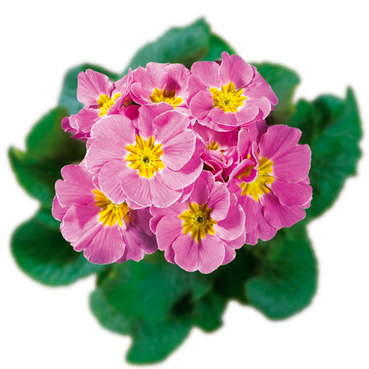 プリムラ アコーリス　ビッグドリーム シリーズ 