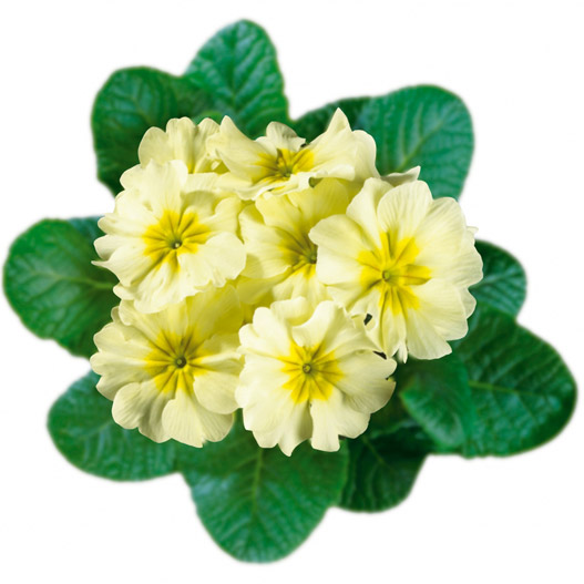 プリムラ アコーリス　ビッグドリーム シリーズ 