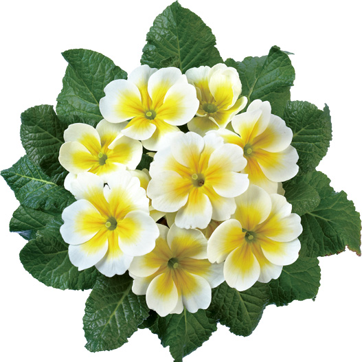 プリムラ アコーリス　ジュピター シリーズ 