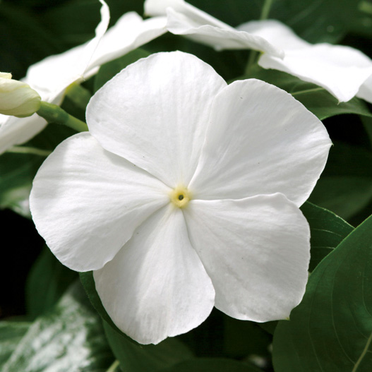 ビンカ　メディテラネアンXP シリーズ 