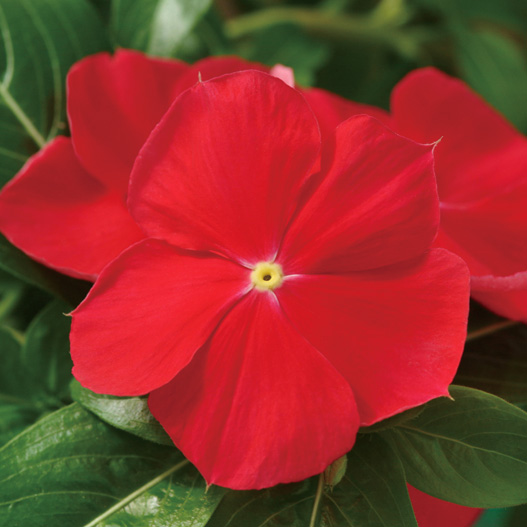 ビンカ　メディテラネアンXP シリーズ 