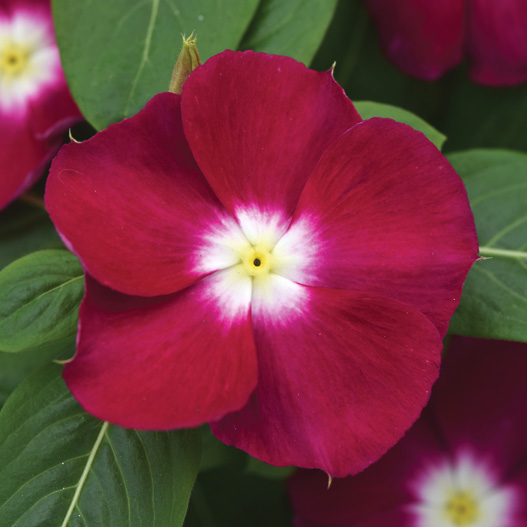 ビンカ　メディテラネアンXP シリーズ 