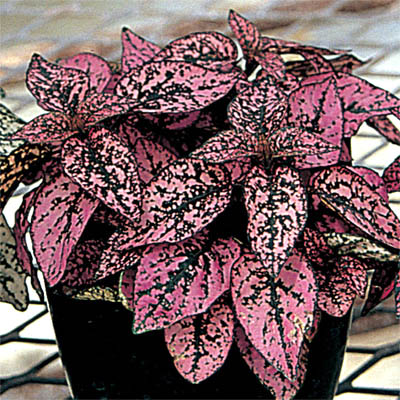 ヒポエステス　スプラッシュセレクト シリーズ 