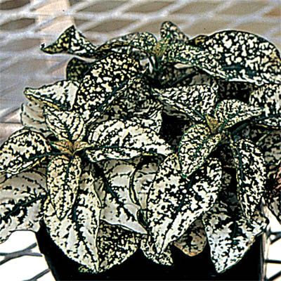 ヒポエステス　スプラッシュセレクト シリーズ 