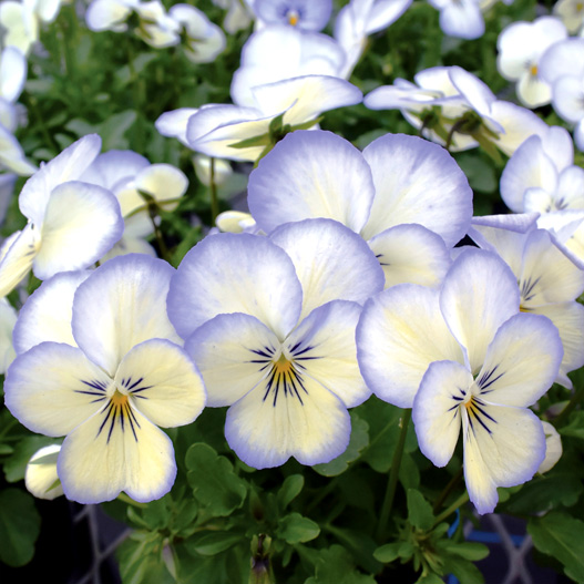 ビオラ F1　フローラルパワー シリーズ 