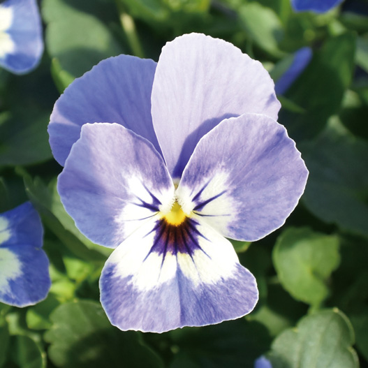 ビオラ F1　フローラルパワー シリーズ 