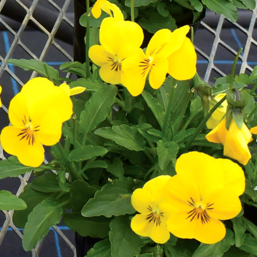 ビオラ F1　フローラルパワー シリーズ 