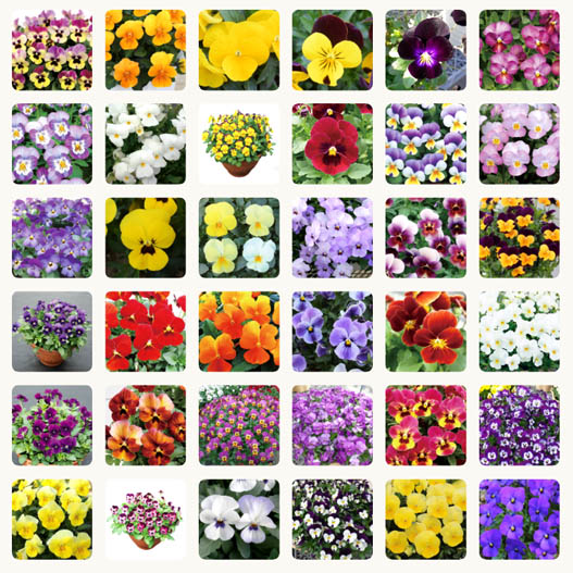 ビオラ　ももか シリーズ 