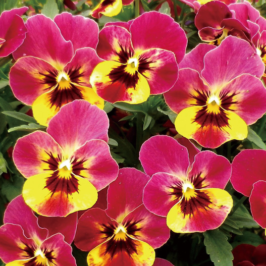 ビオラ　ももか シリーズ 