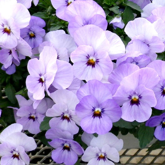 ビオラ　ももか シリーズ 