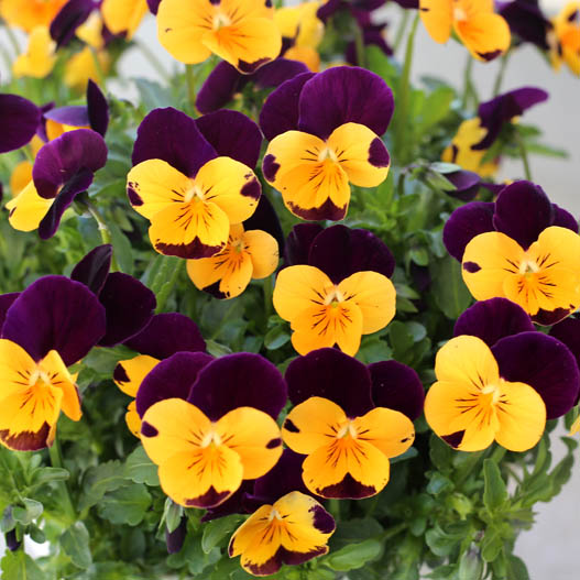 ビオラ　ももか シリーズ 