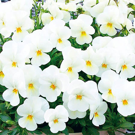 ビオラ　ももか シリーズ 