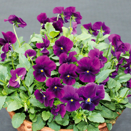 ビオラ　ももか シリーズ 